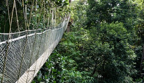 Taman Negara canopy walk